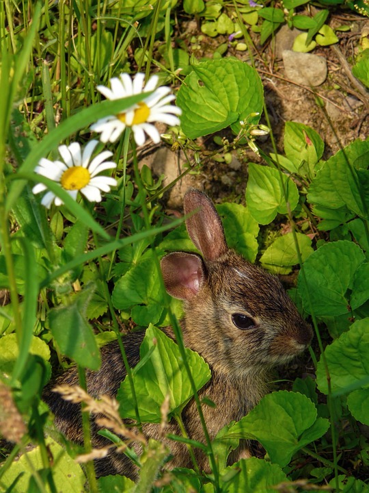 rabbit, nature, flowers