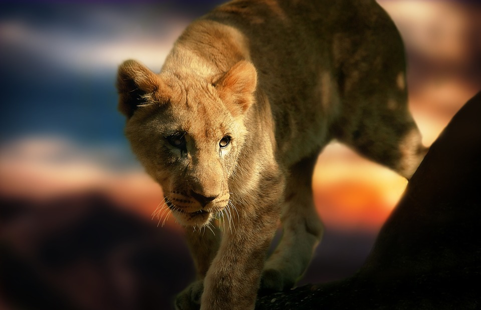 lion cub, lion, africa