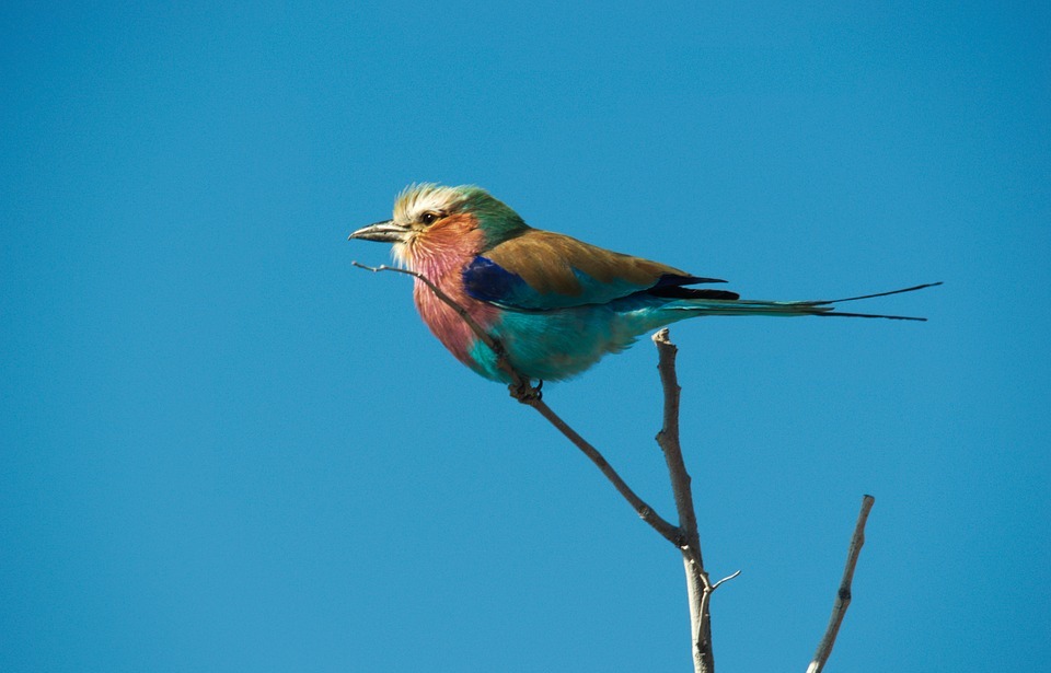 forked roller, bird, colorful