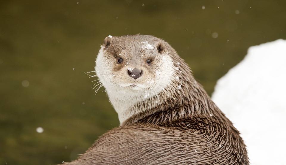 otter, winter, snowy