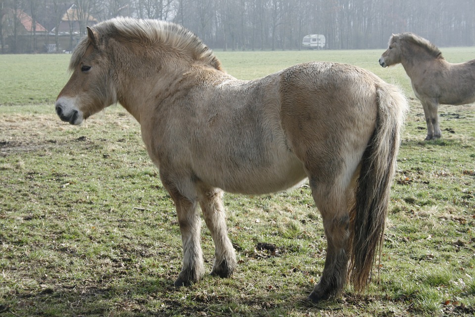 horse, fjord horse, horses