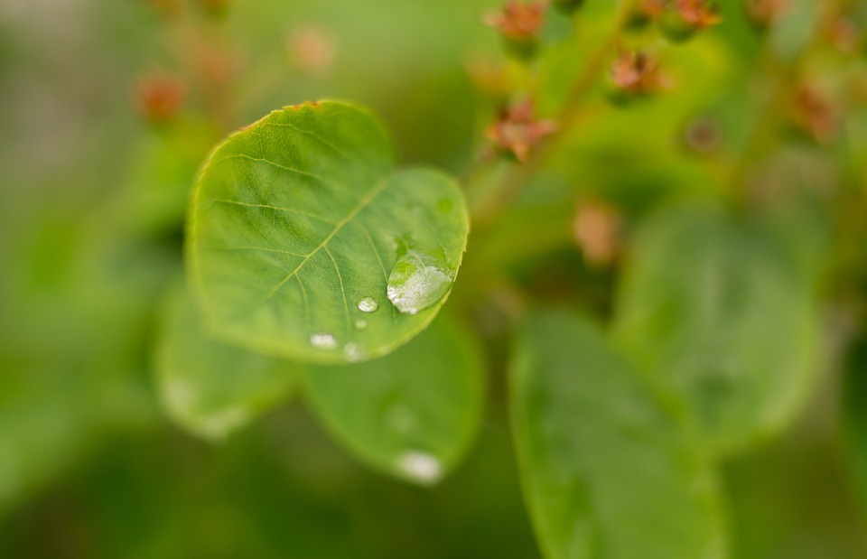 water drop, leaf, leaves