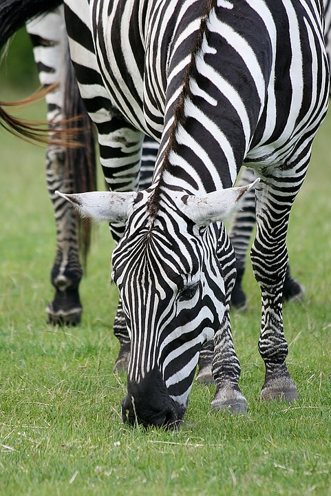 animal, zebra, safari
