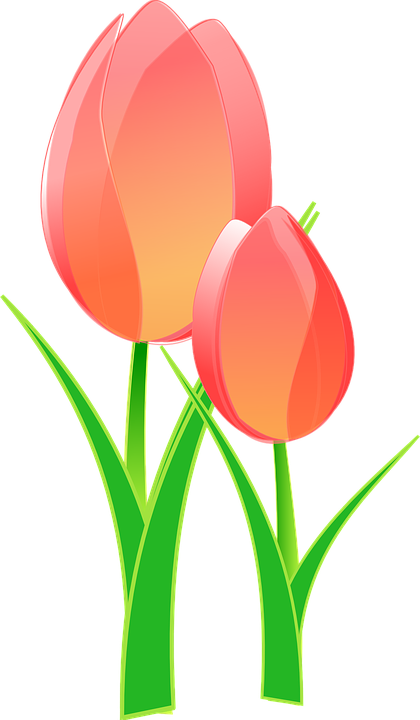 tulips, bulbous, flower