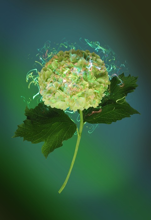 hydrangea, flower, nature