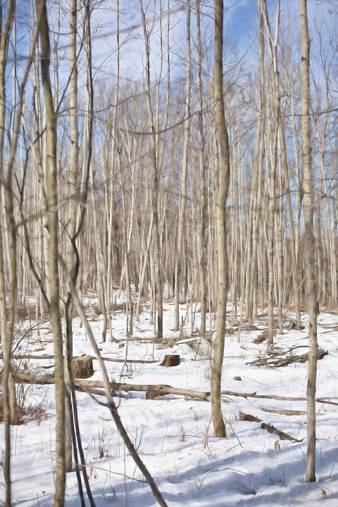 birch trees, winter, snowy