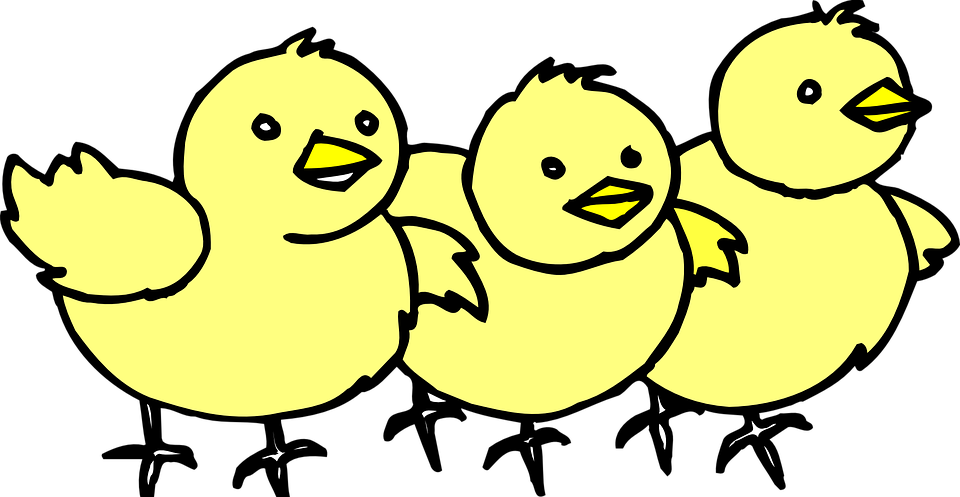 chicks, baby, yellow