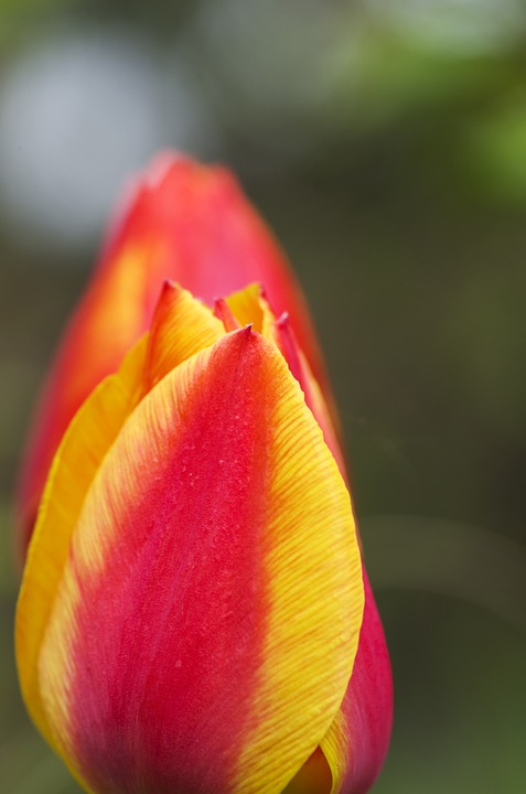 tulip, red, yellow