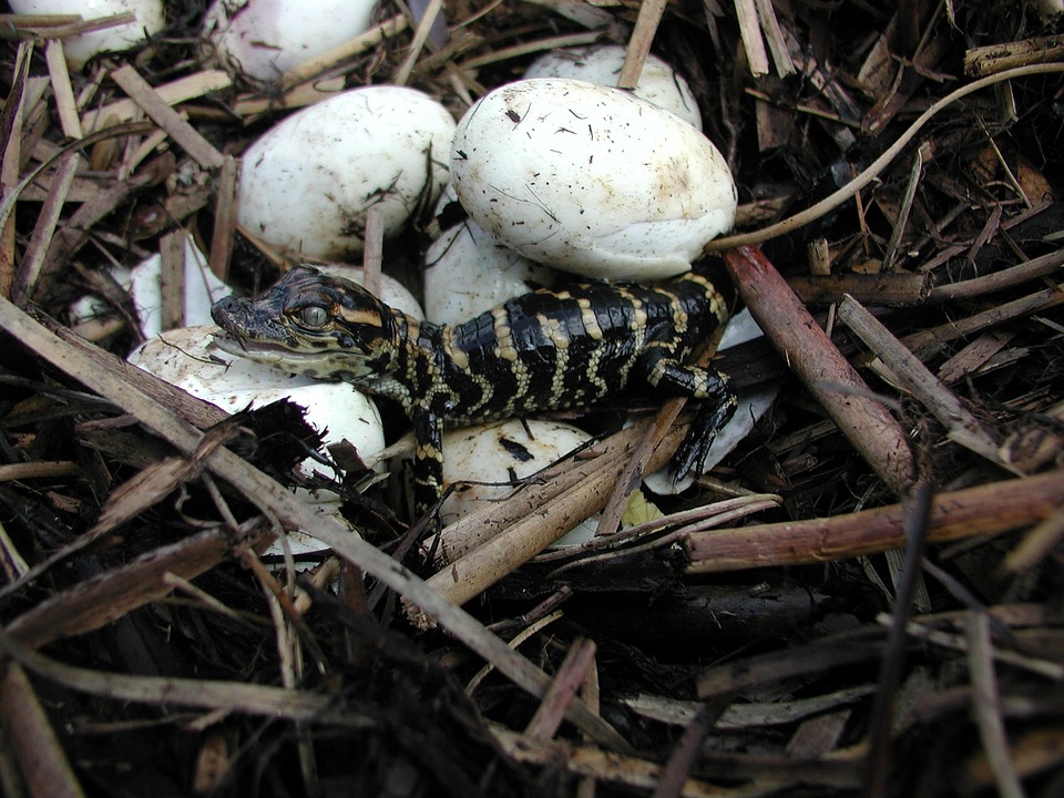 baby alligator, hatched, eggs