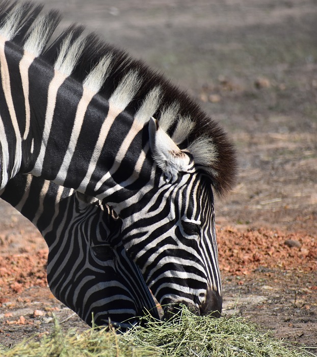 zebra, wildlife, safari