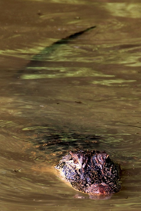 alligator, swamp, bayou