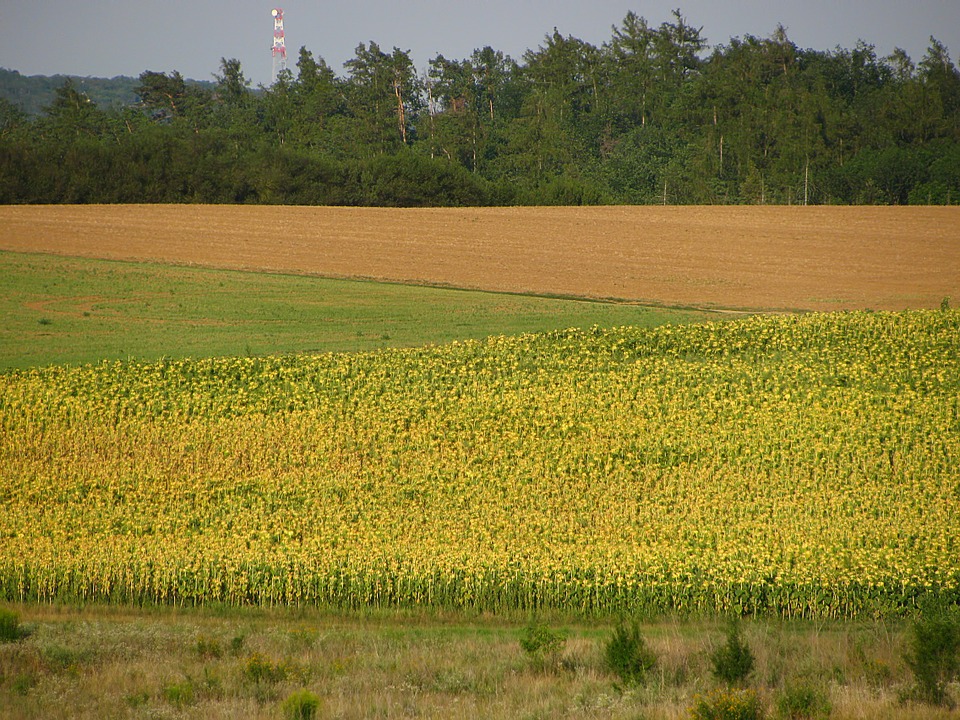 sunflower, sunflower field, field