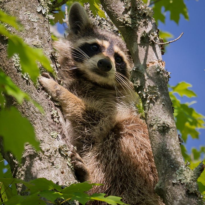 raccoon, tree, face