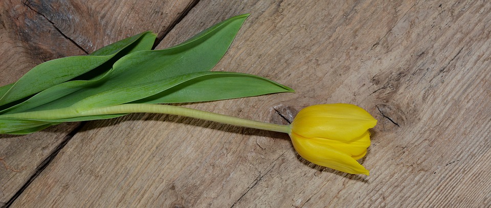 tulip, flower, schnittblume
