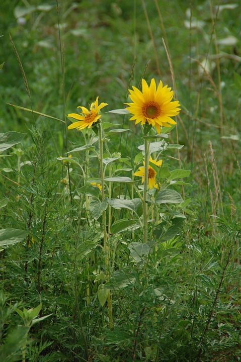 sunflower, plant, flower