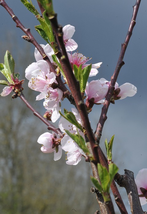 flowers, spring, tree