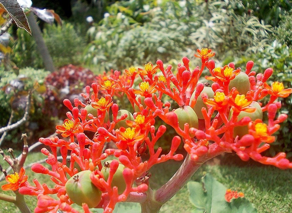 jatropha, flower, exotic