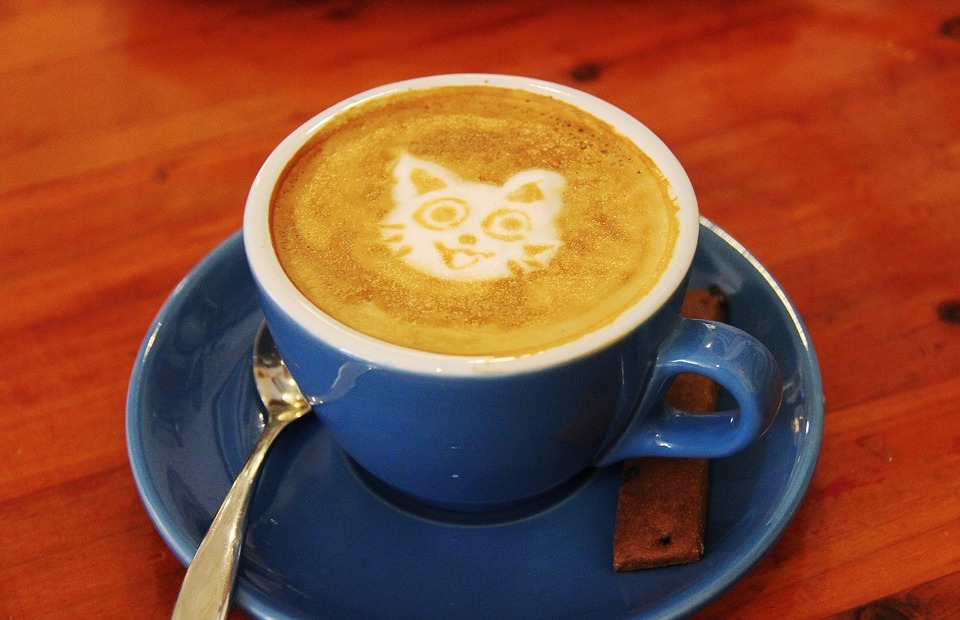 coffee, cafe, cat