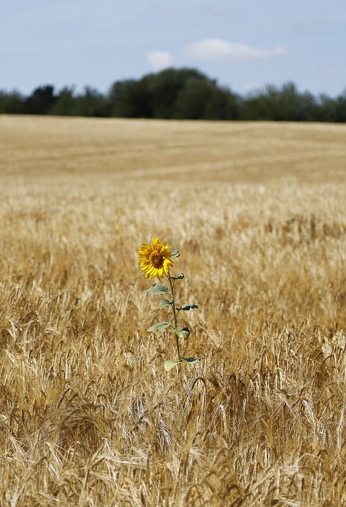 sunflower, barley, field
