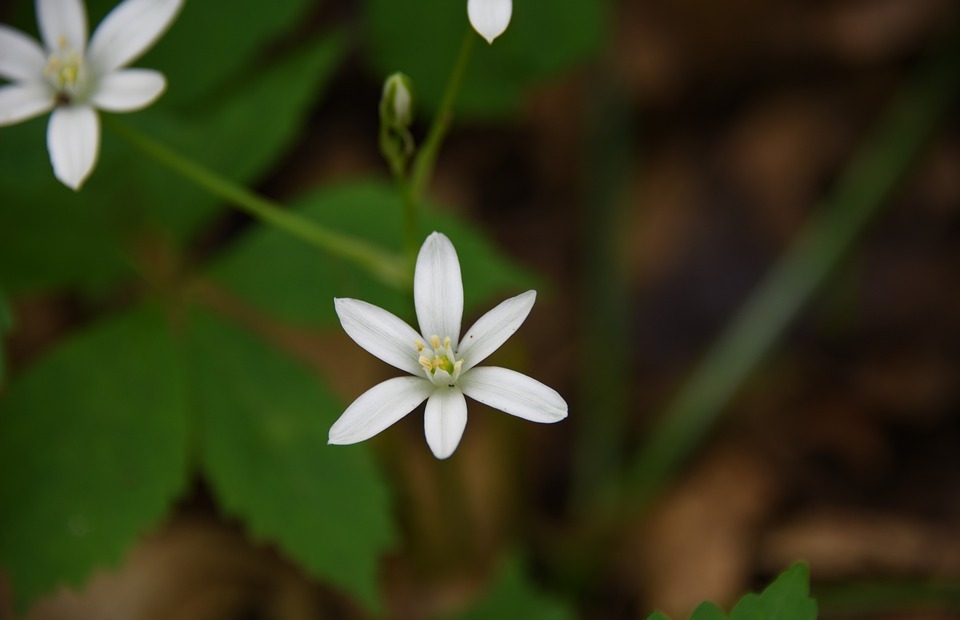 flower, small, white