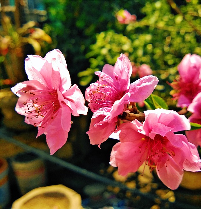 pink, flowers, pots