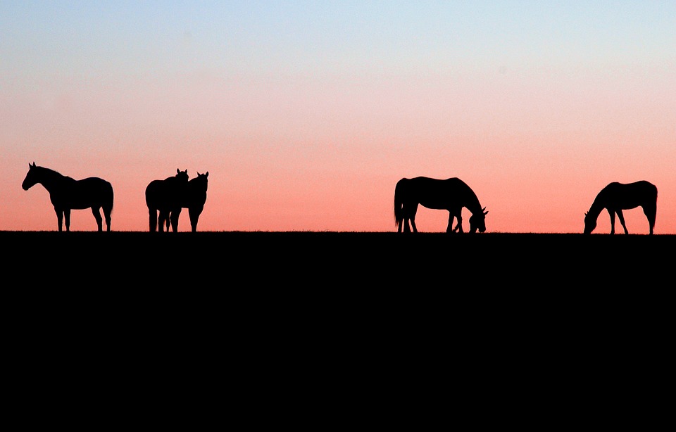 horses, sunset, nature