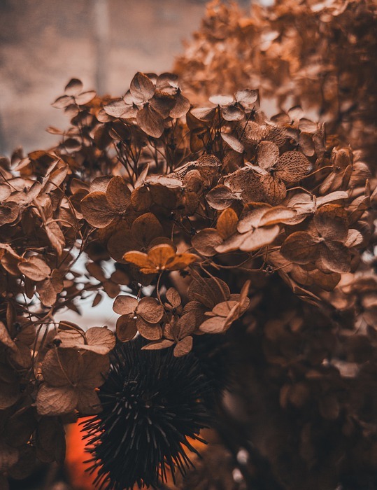 hydrangea, dried flower, plant
