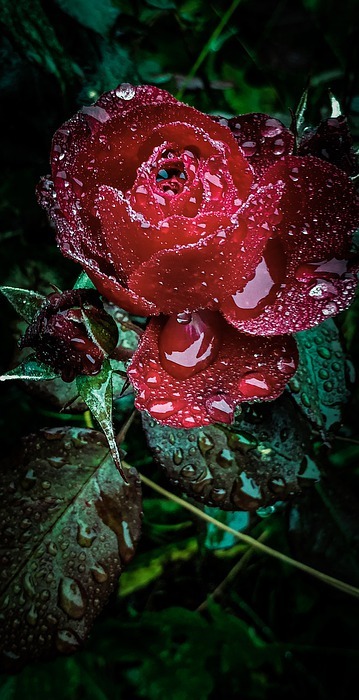 rose, rain, raindrops
