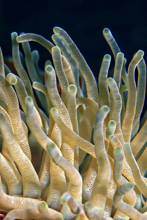 underwater, plant, coral