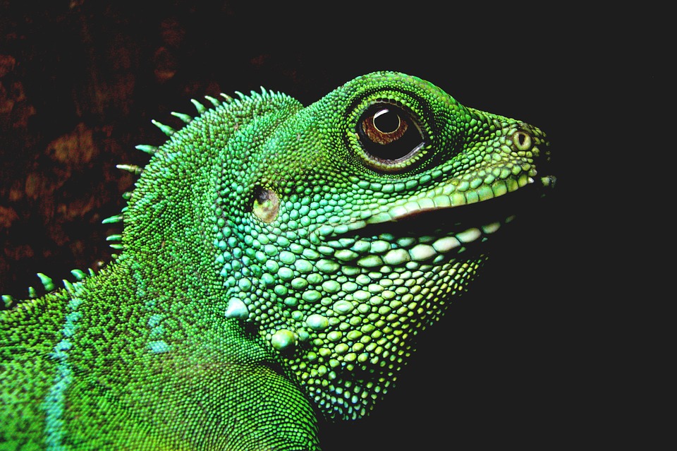 reptile, iguana, lizard