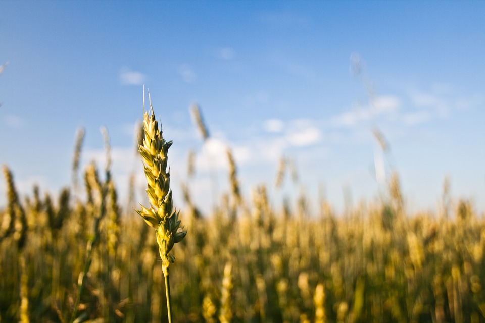 grain, plant, outdoors