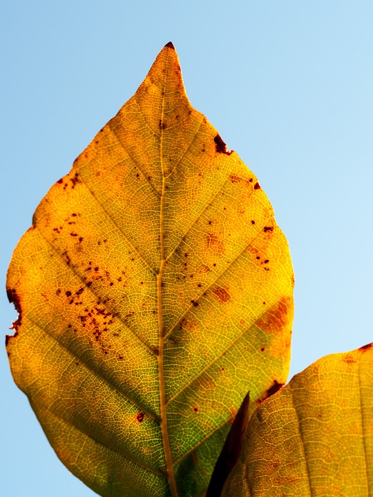 leaf, yellow, autumn