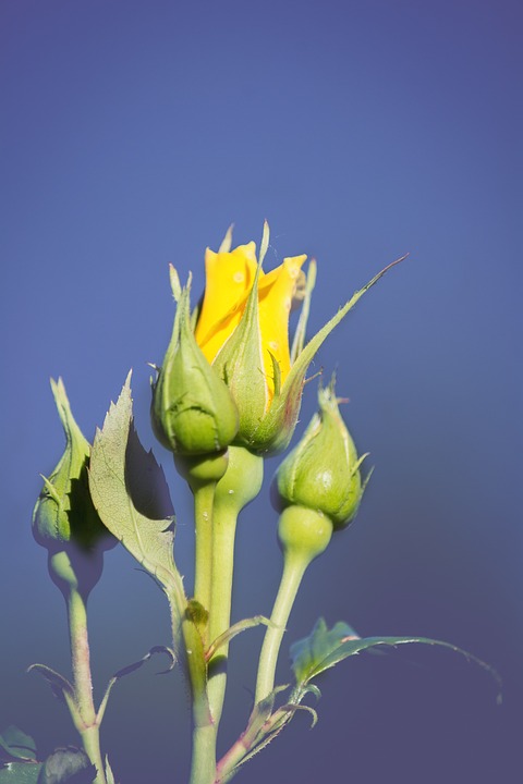 flower, rose, yellow