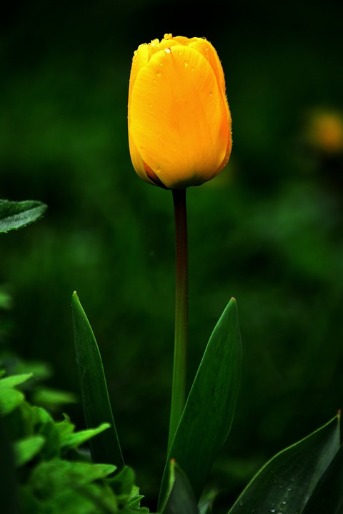 tulip, flower, yellow