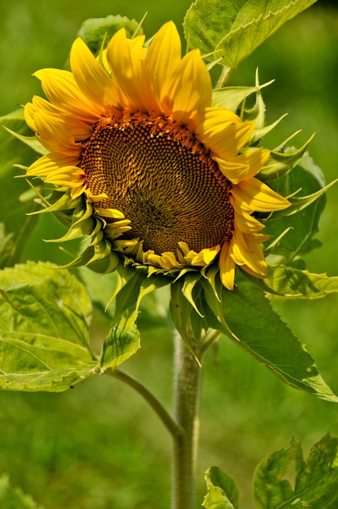 sunflower, sun, nature