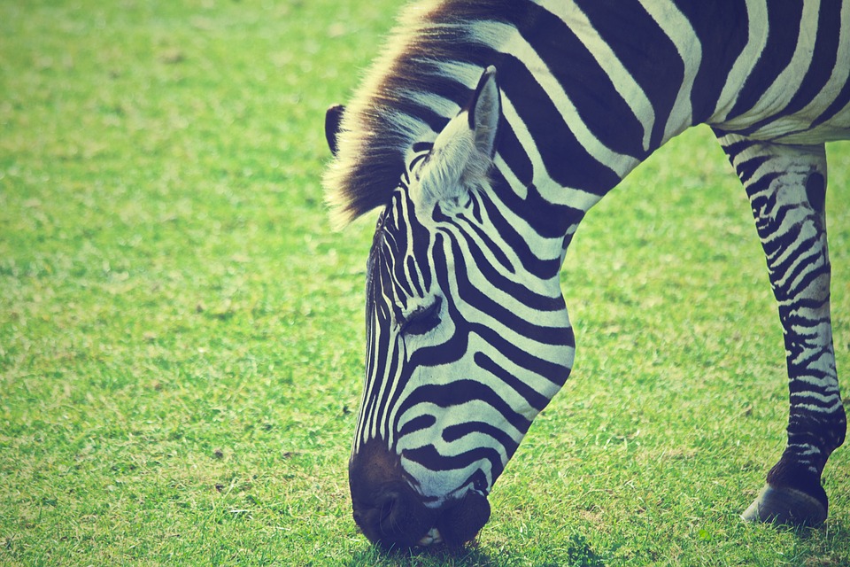 zebra, animal, africa