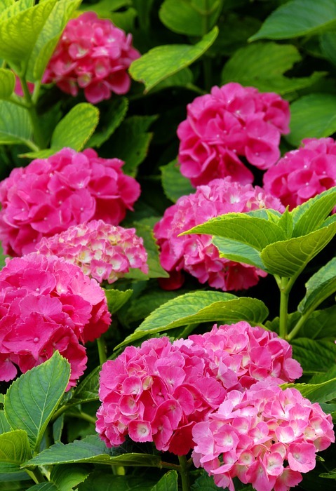 hydrangea, pink, floral