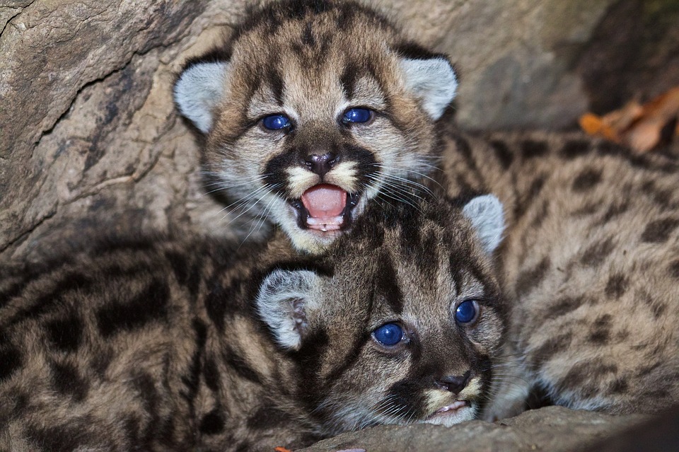 mountain lions, cubs, babies