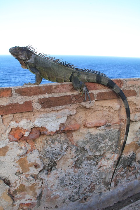 iguana, wall, reptile