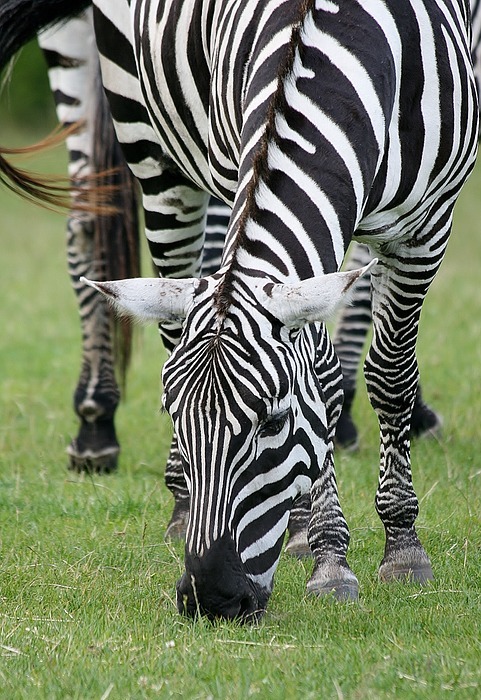 animal, zebra, safari