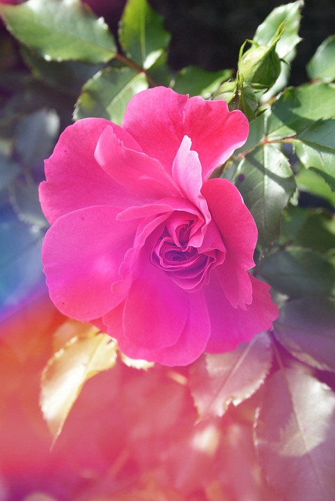 garden, flower, rose