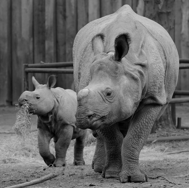 rhino, baby rhinoceros, animal