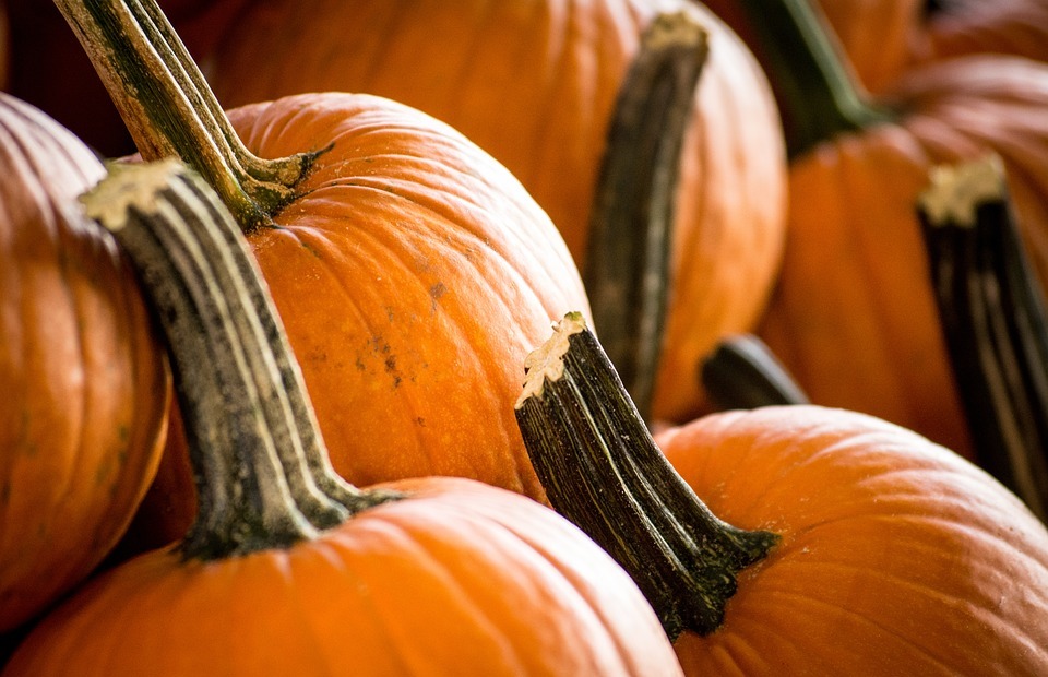 pumpkin, halloween, thanksgiving