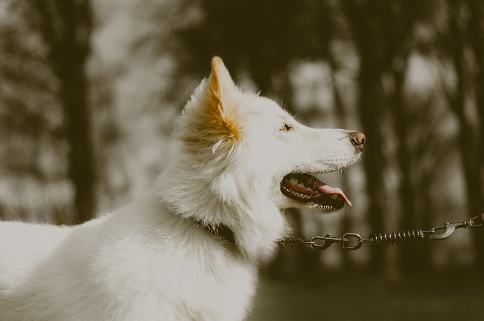 german shepherd, dog, white
