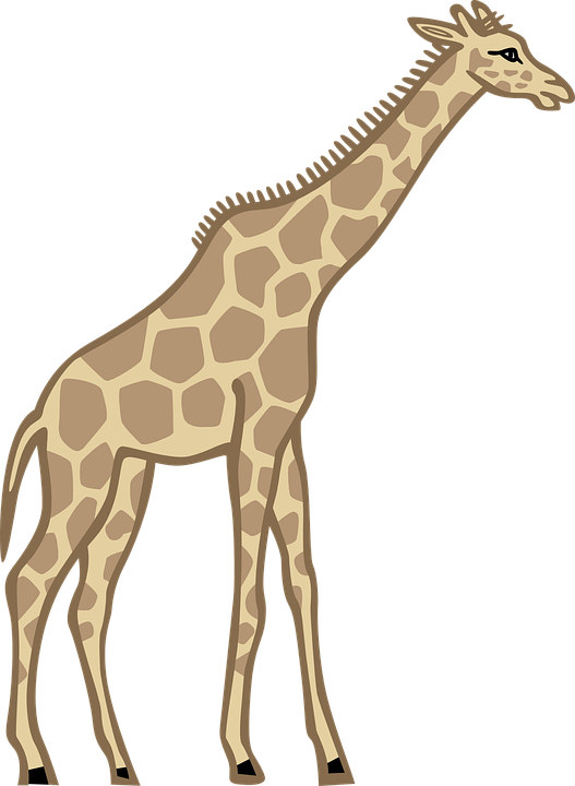 giraffe, standing, animal