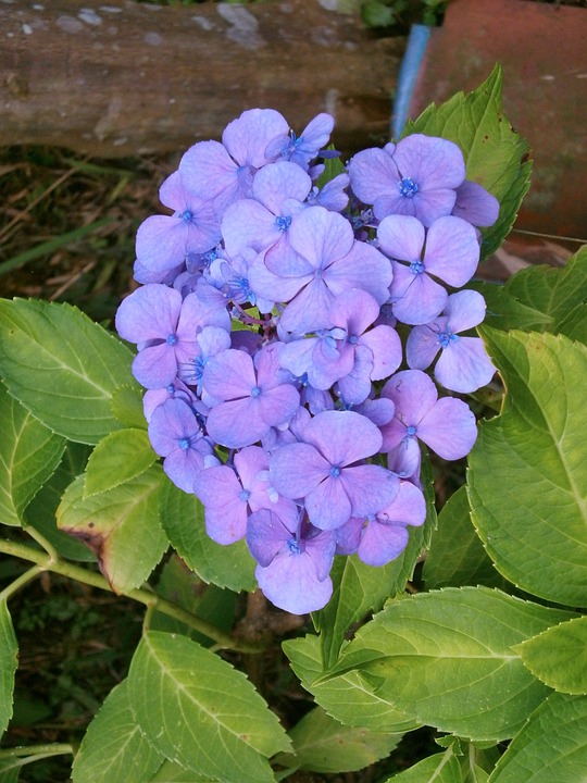 hydrangea, purple flowers