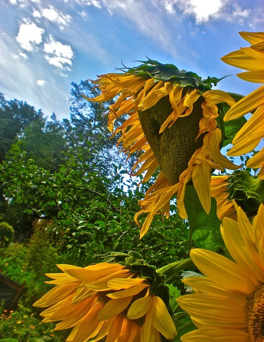 sunflower, yellow, himmel