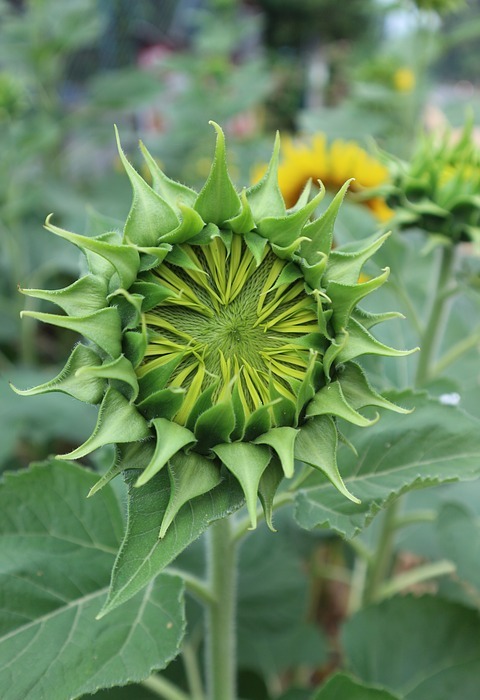 sunflower, bud, green