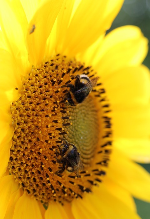 sunflower, bumblebees, plant
