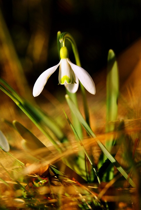 flower, spring, white flower
